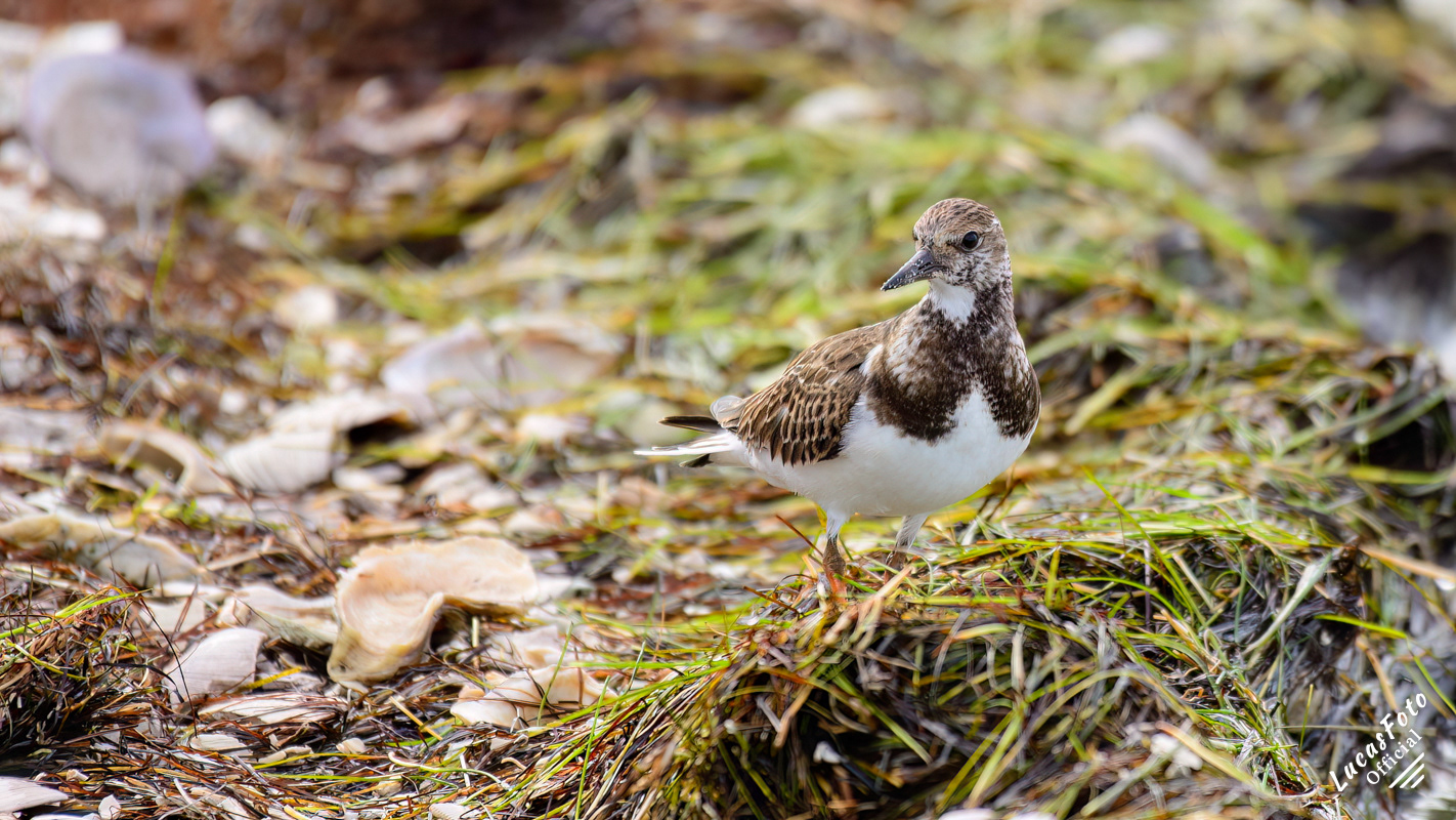 Ruddy Turnstone