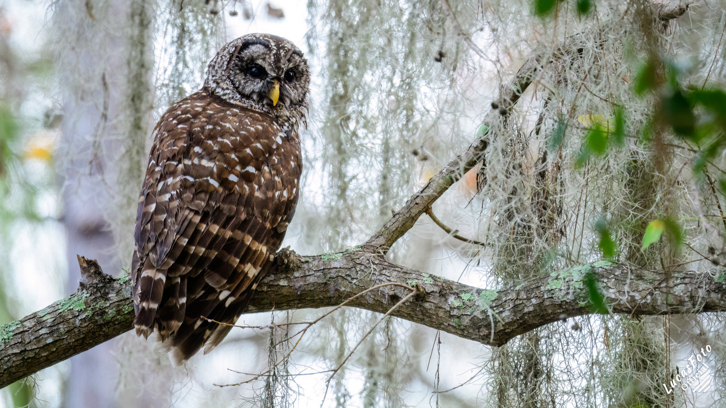 Barred Owl