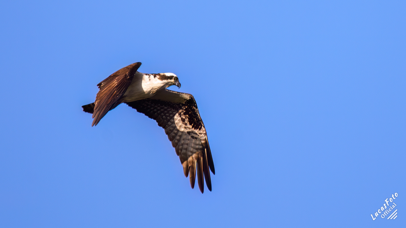 Osprey