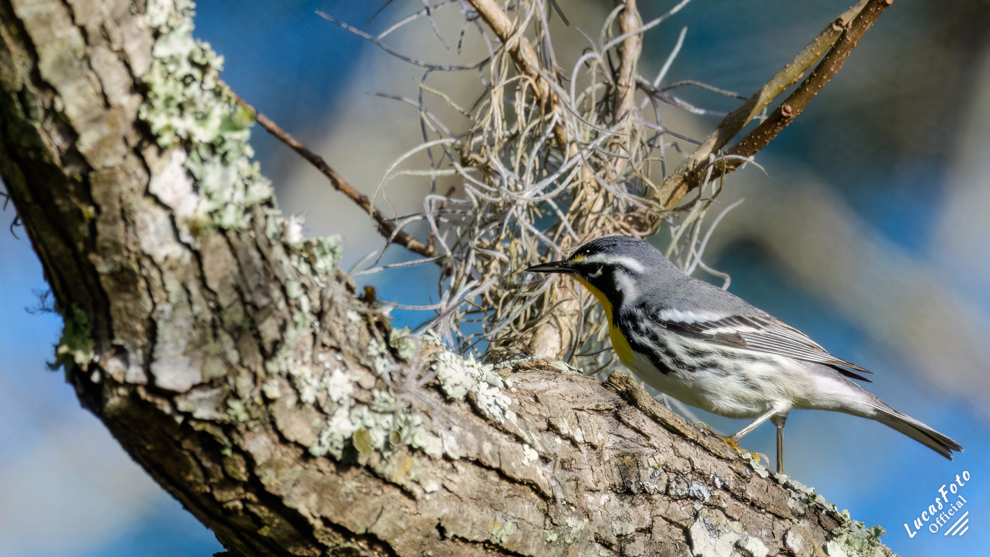 Yellow-throated Warbler