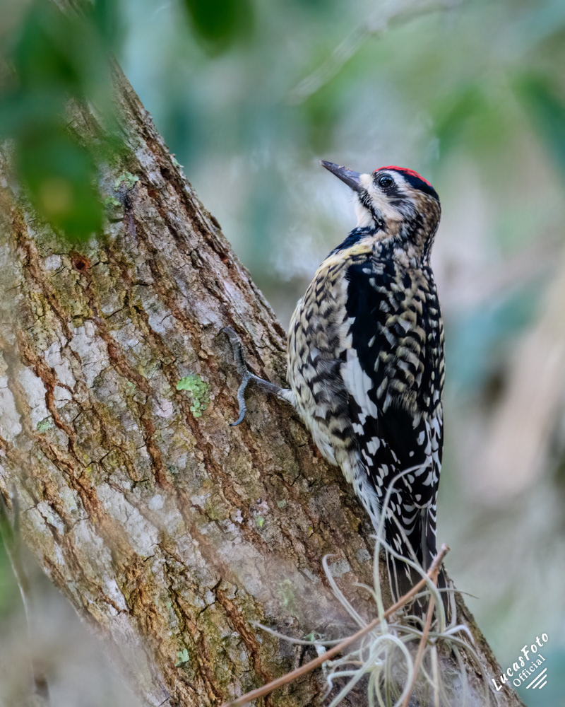 Yellow-bellied Sapsucker