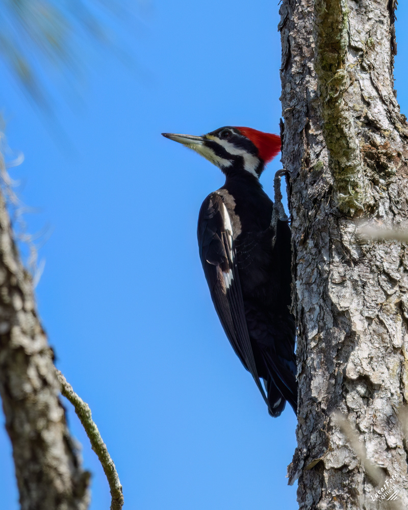 Pileated Woodpecker