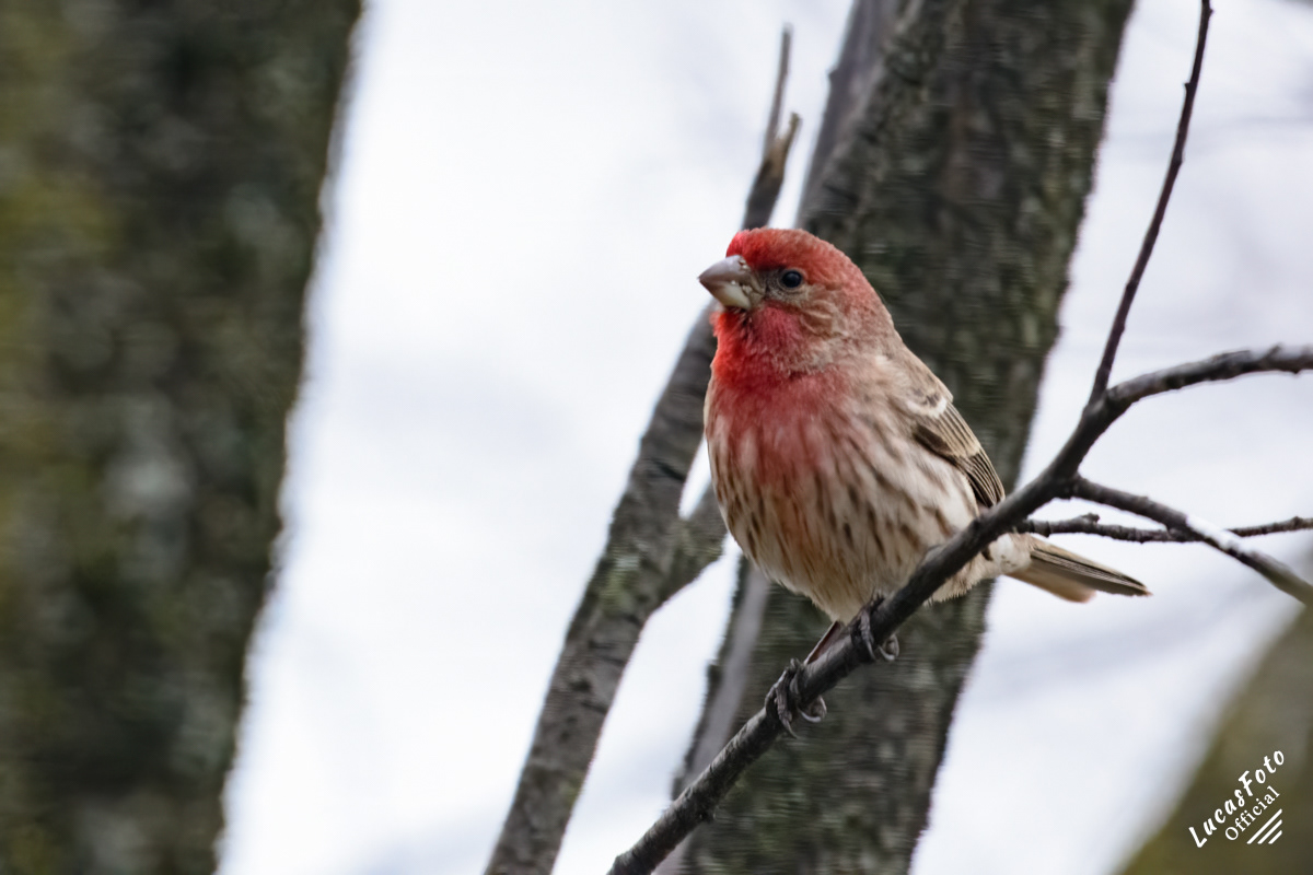 House Finch