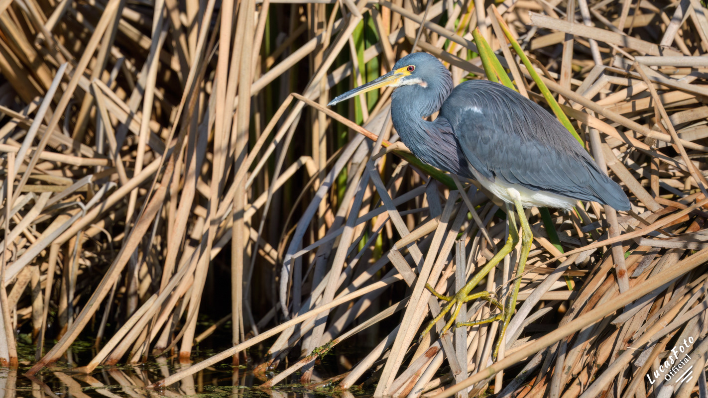 Tricolored Heron