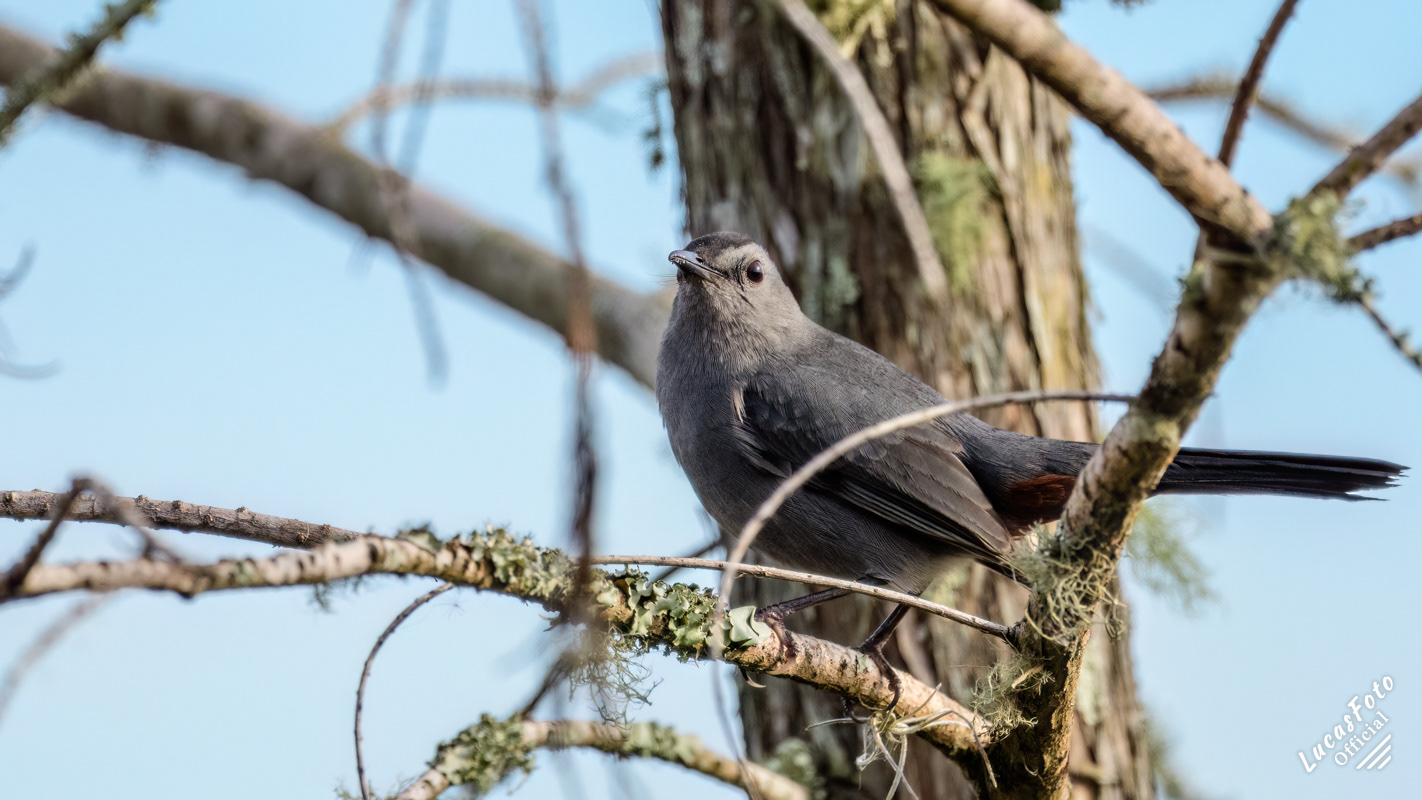 Gray Catbird