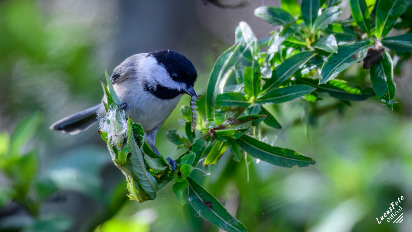 Carolina Chickadee
