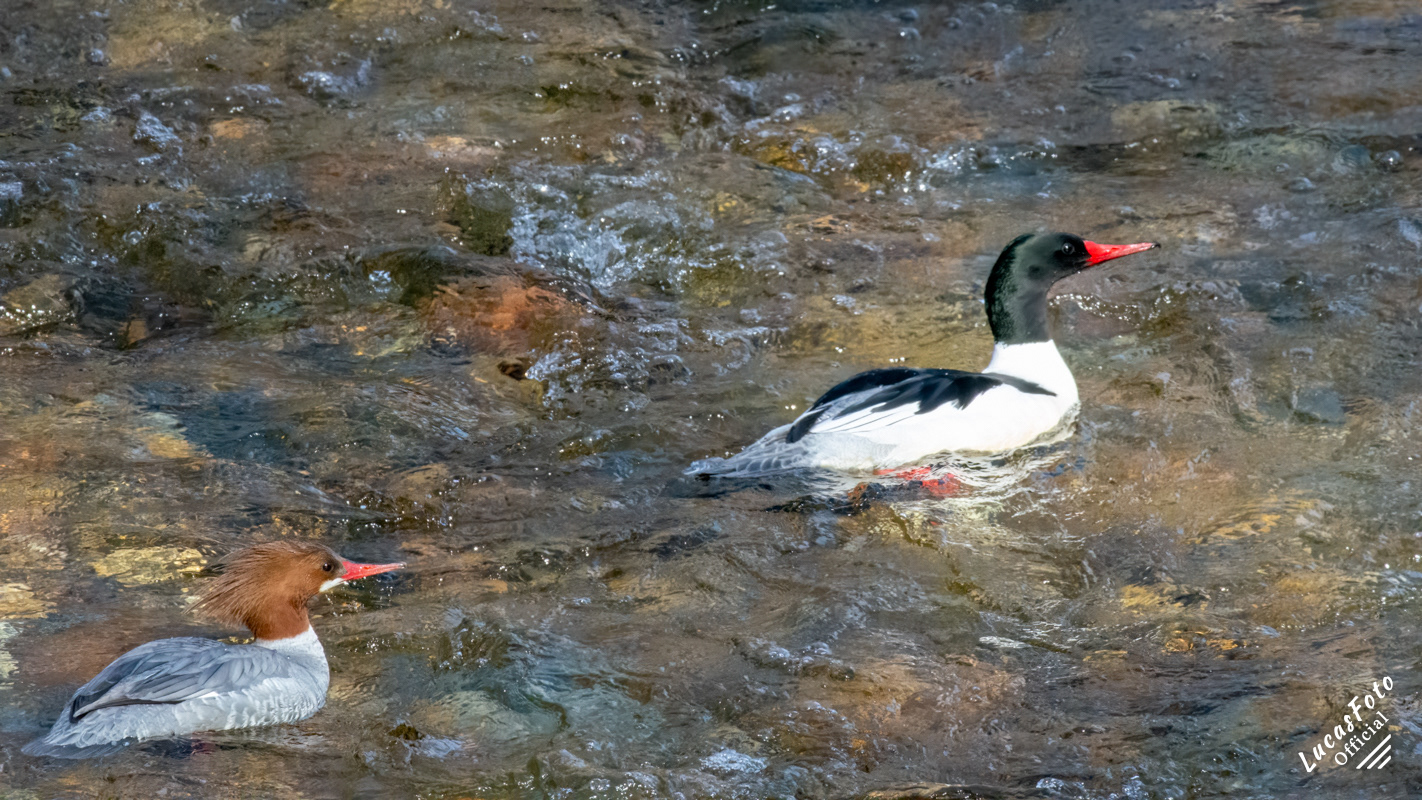 Common Merganser