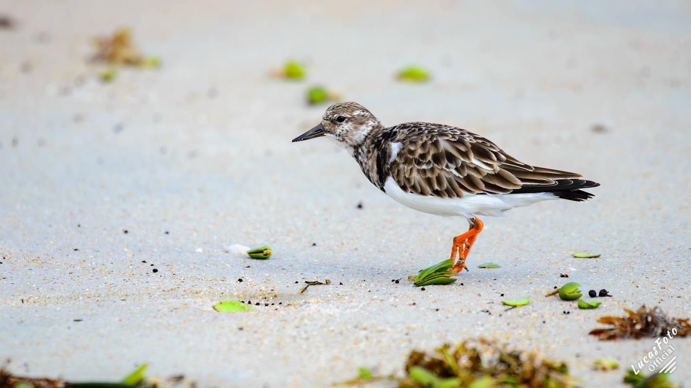 Ruddy Turnstone