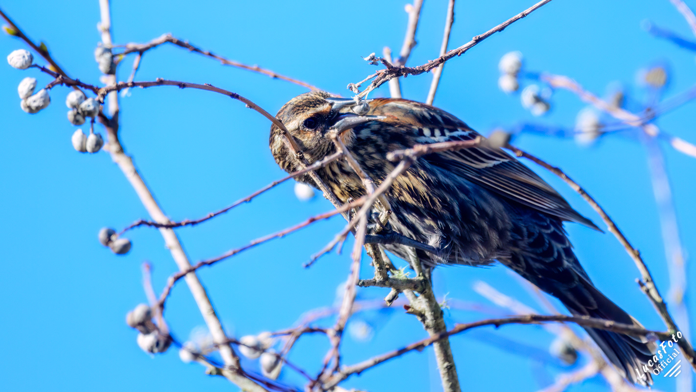 Red-winged Blackbird