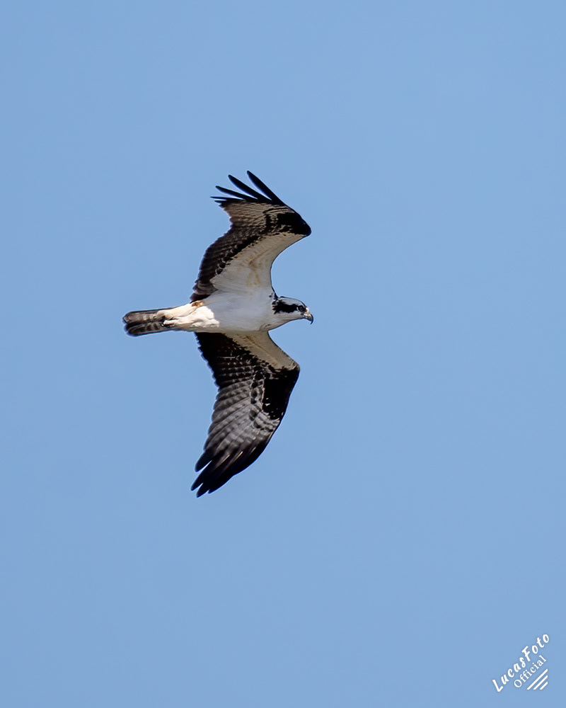 Osprey