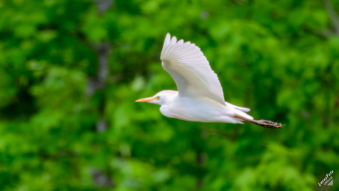 Cattle Egret
