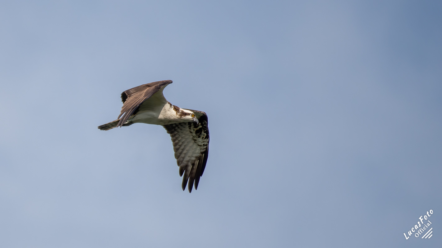 Osprey