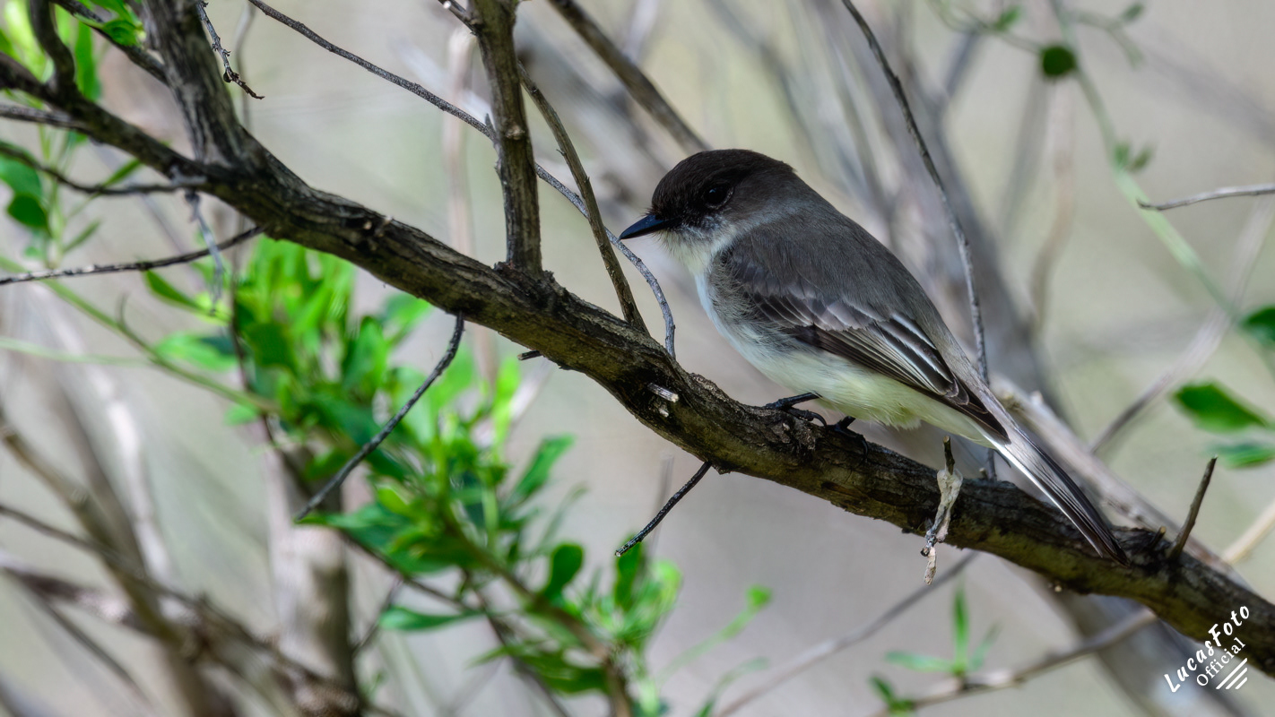 Eastern Phoebe