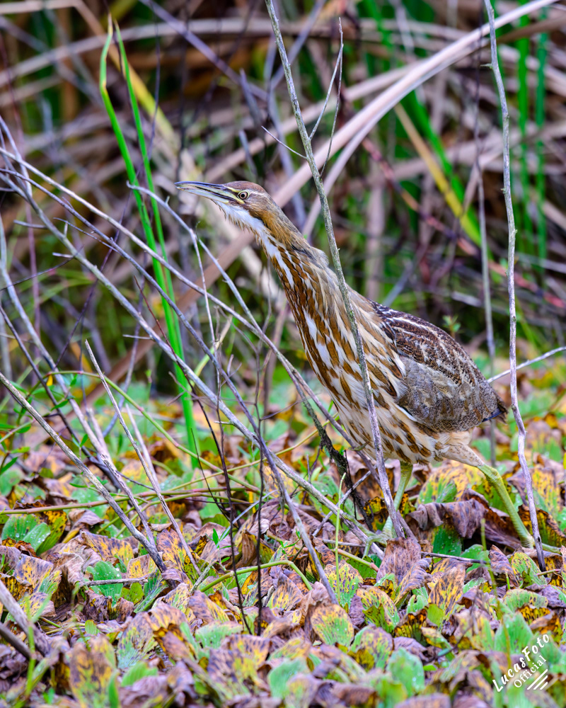 American Bittern