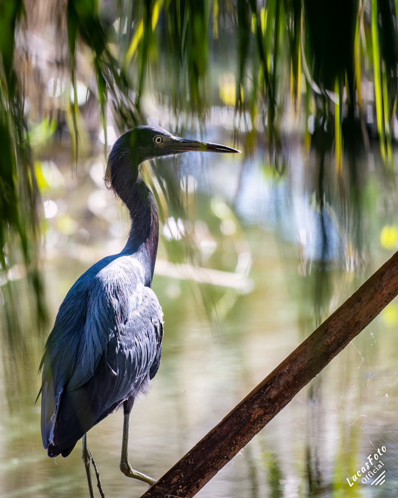 Little Blue Heron