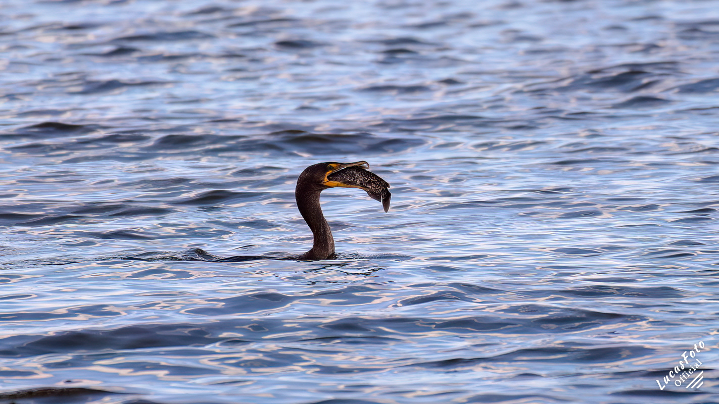 Double-crested Cormorant