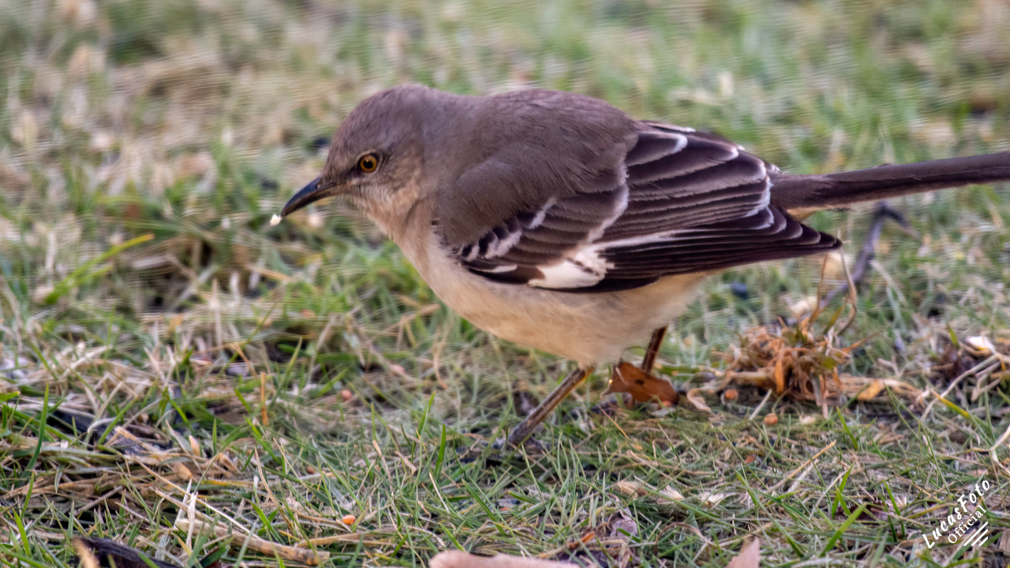 Northern Mockingbird