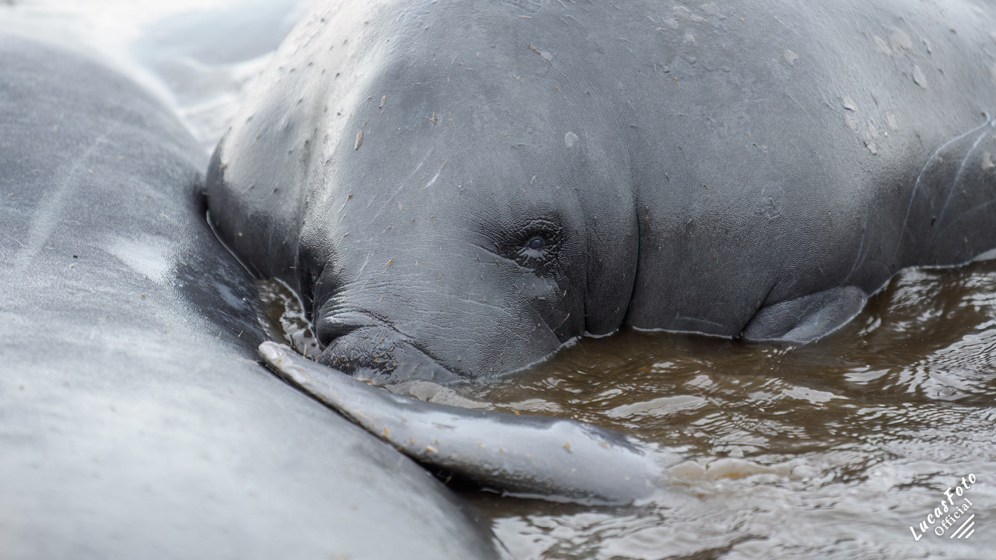 Manatee Mating Ball/Herd