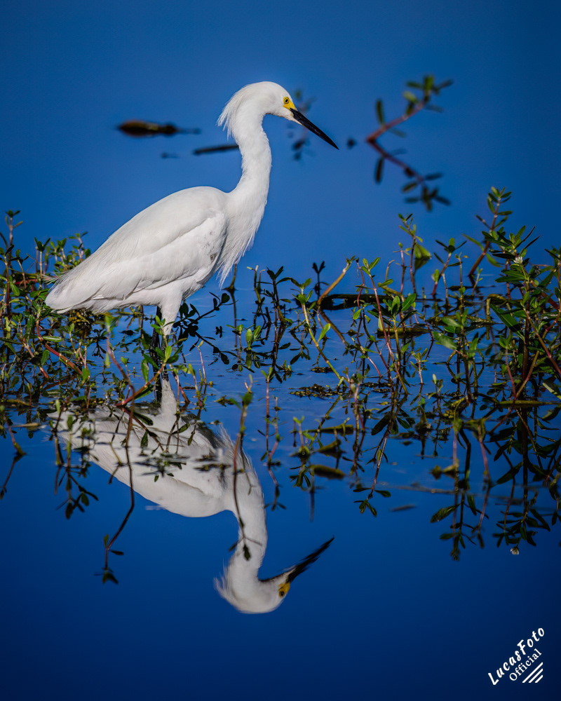 Snowy Egret
