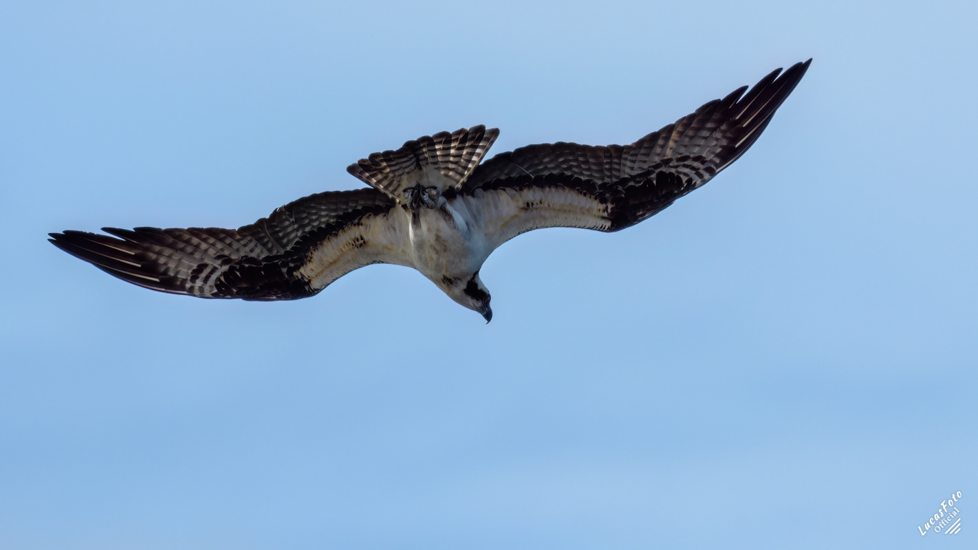 Osprey