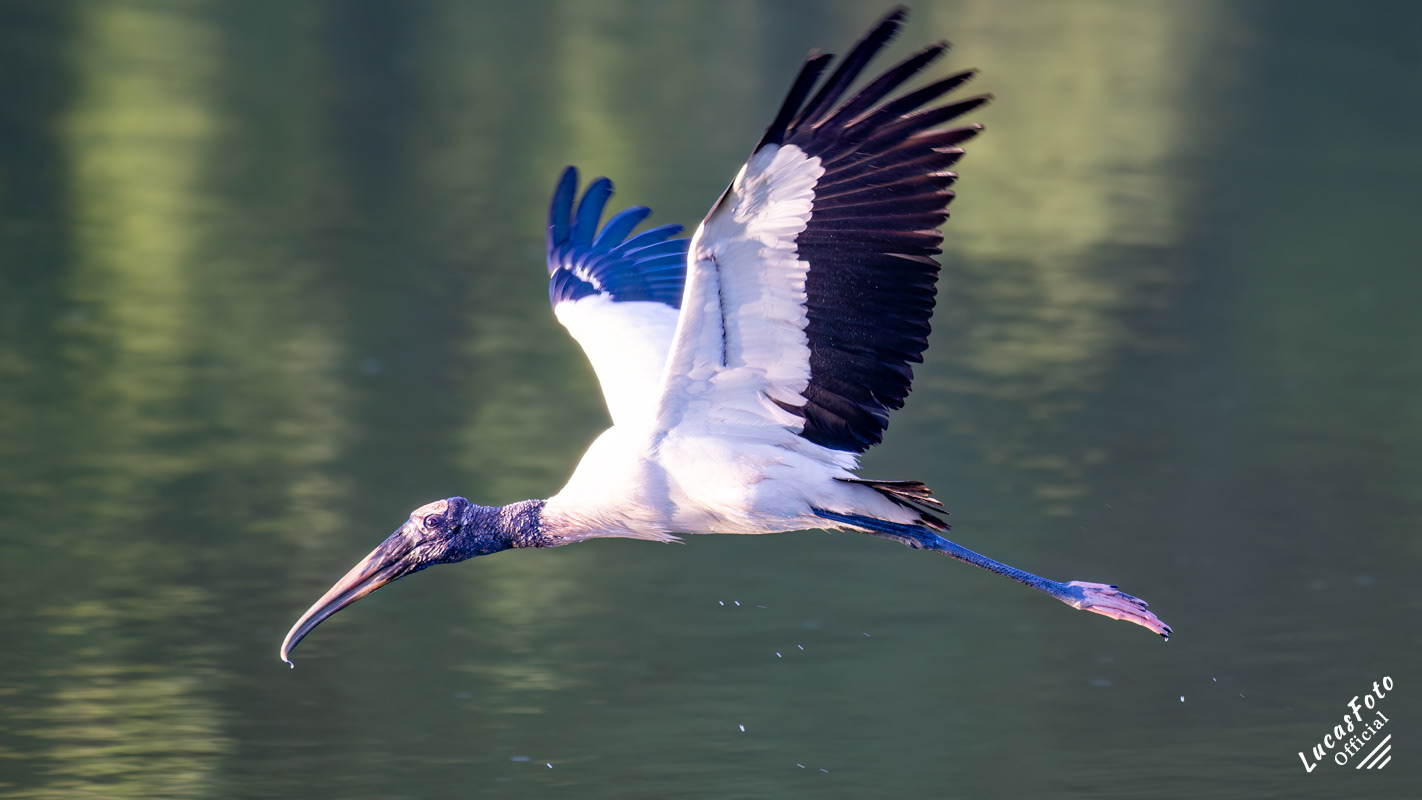 Wood Stork