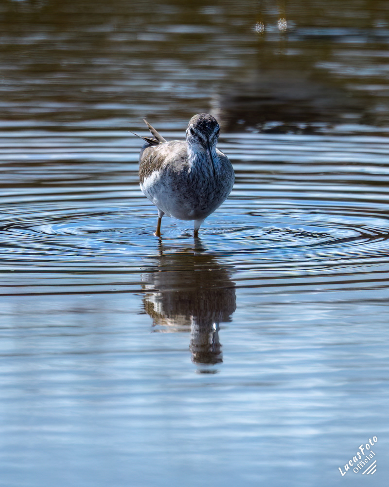 Lesser Yellowlegs