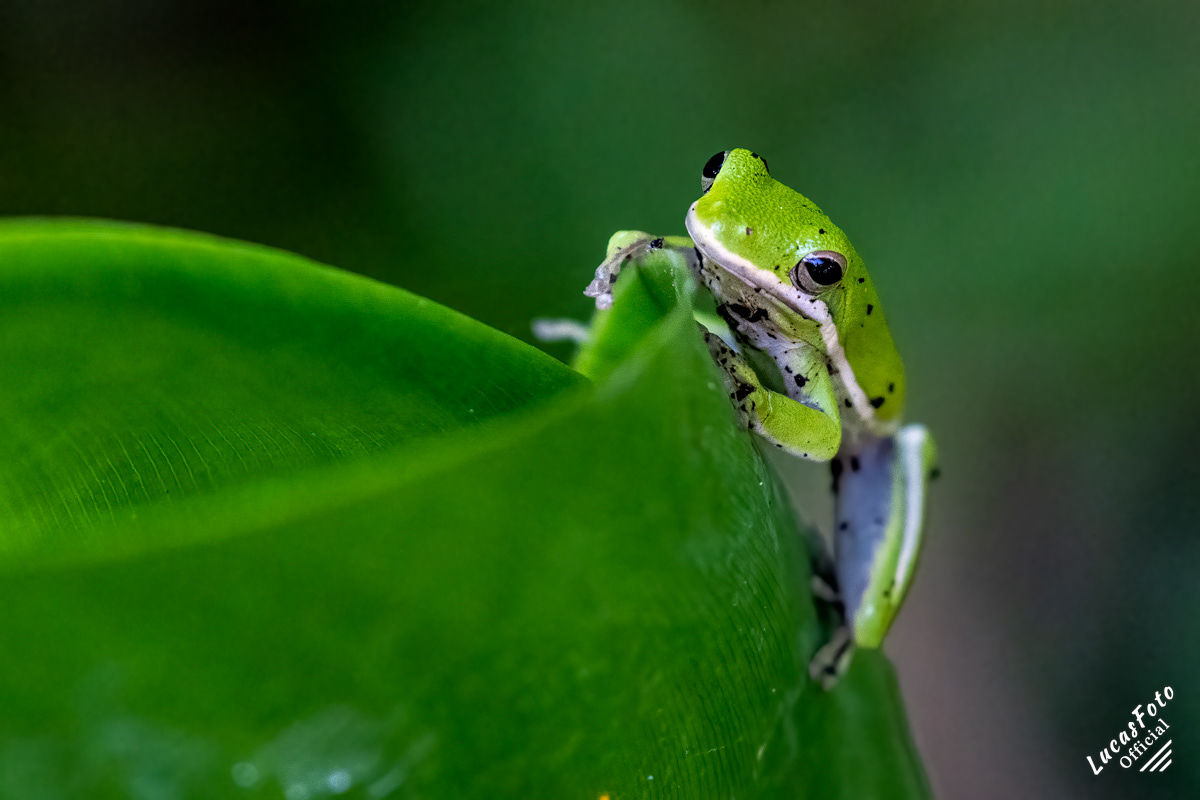Green Treefrog