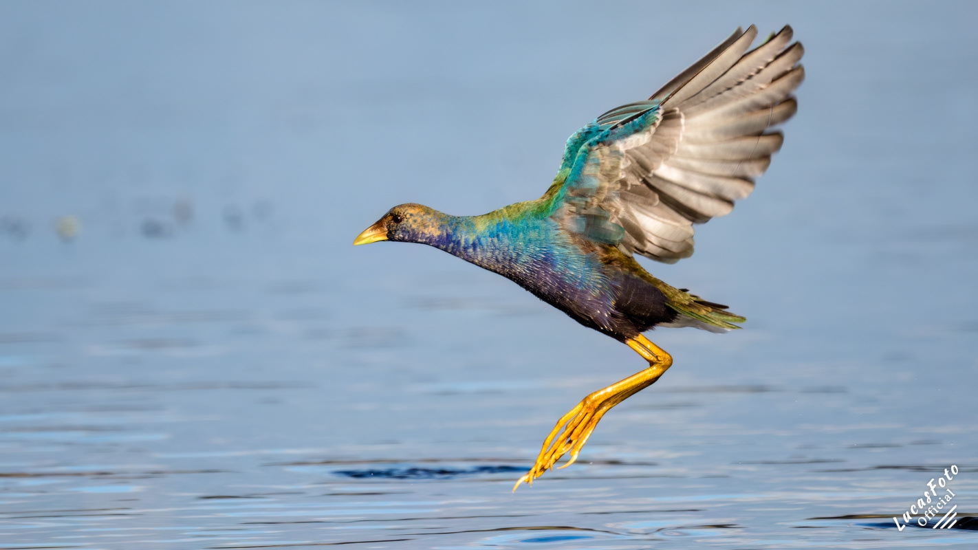 Purple Gallinule