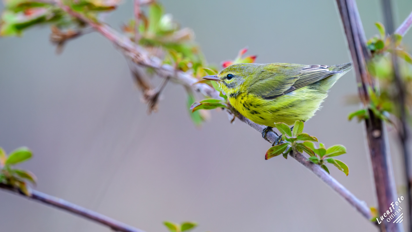 Prairie Warbler