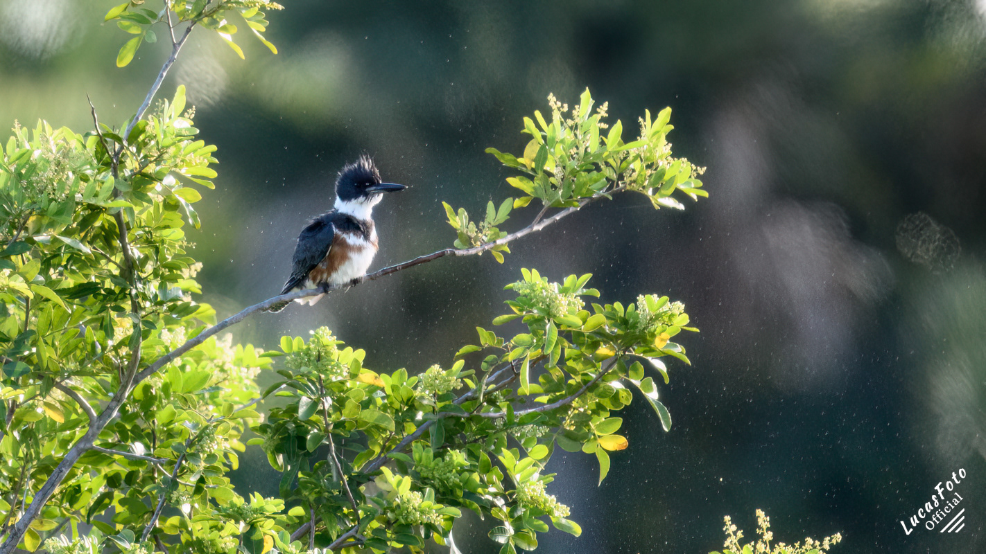 Belted Kingfisher