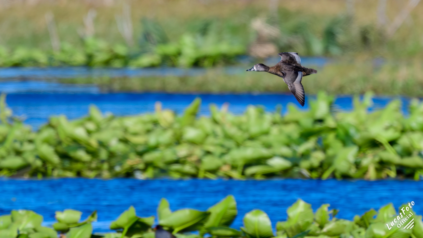 Ring-necked Duck