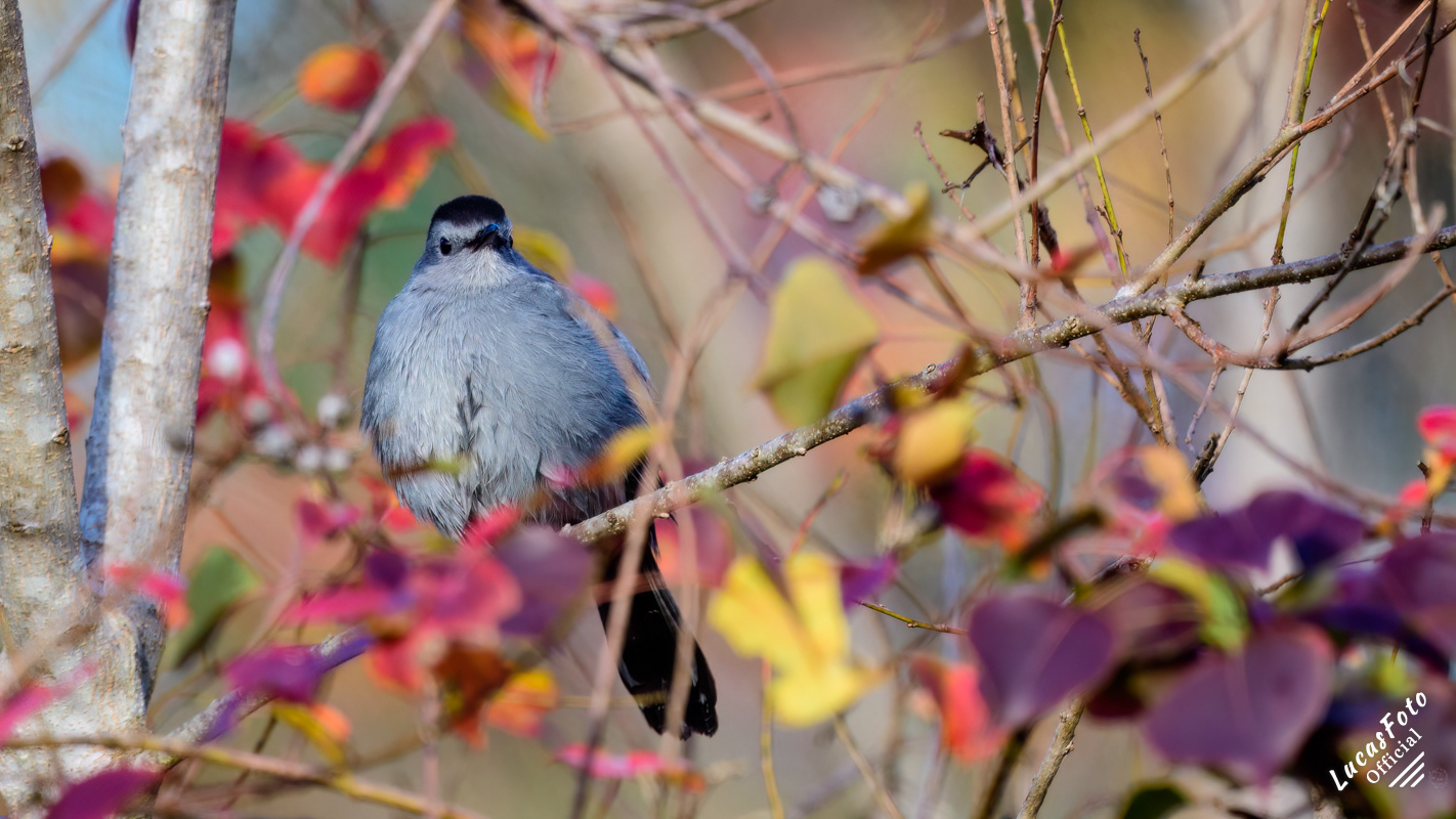 Gray Catbird
