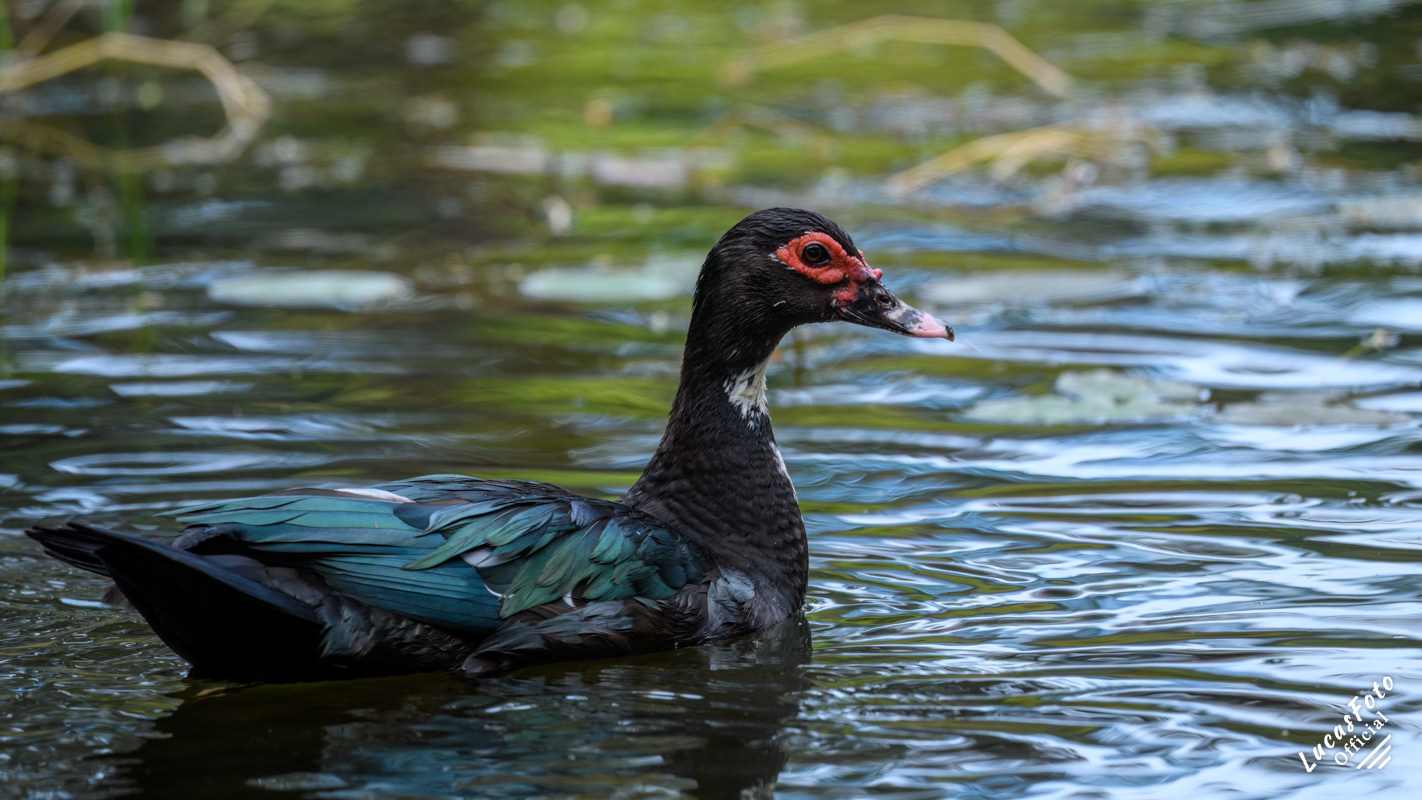 Muscovy Duck