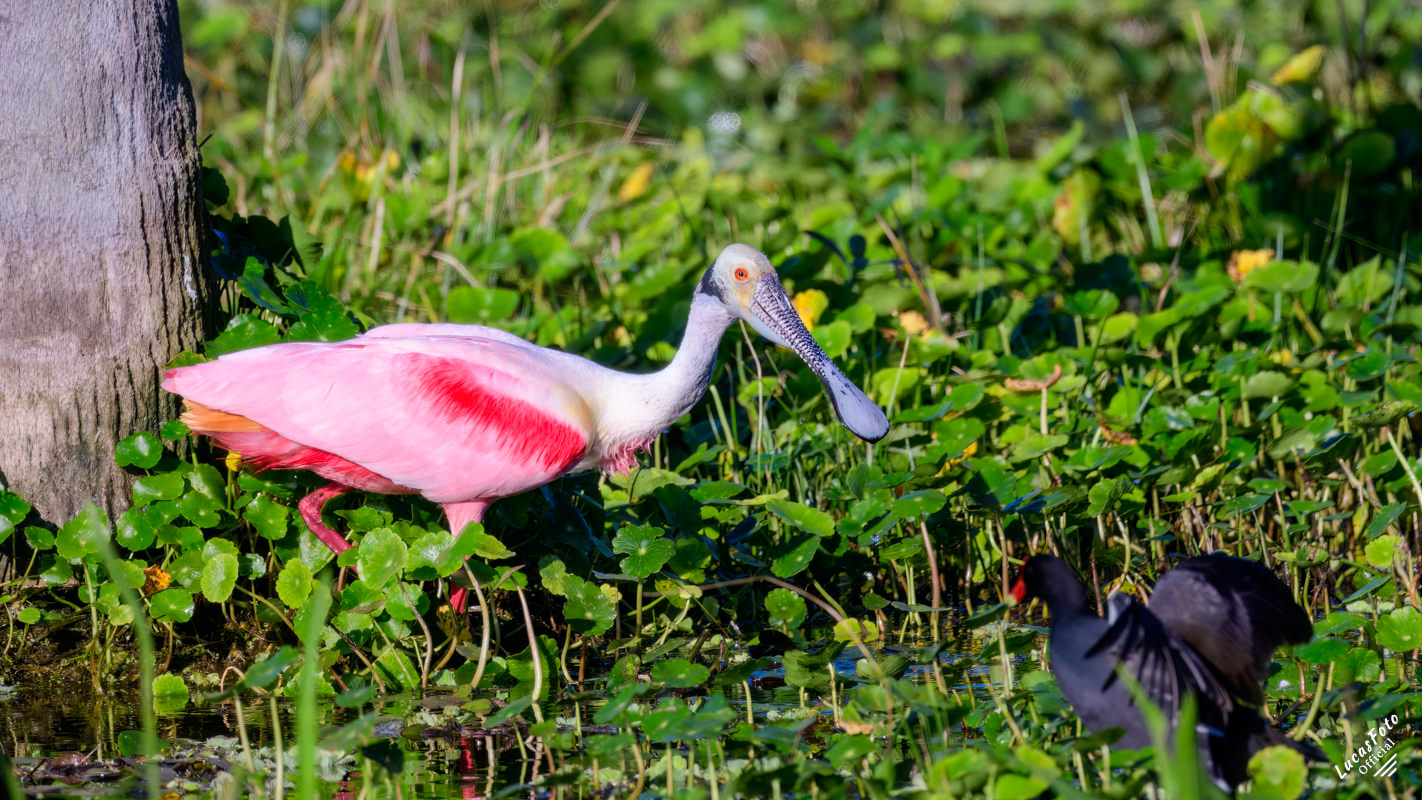 Roseate Spoonbill