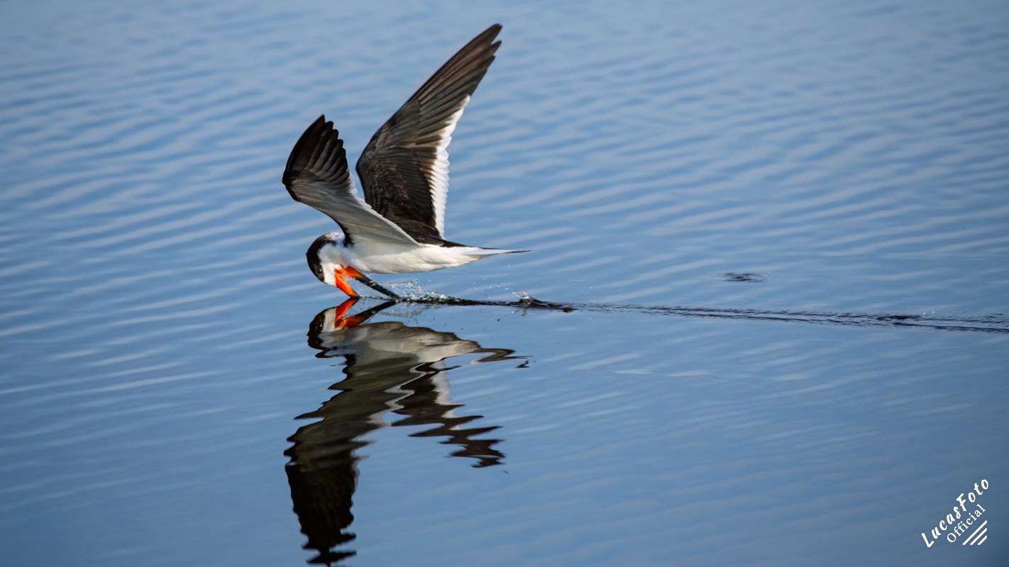 Black Skimmer
