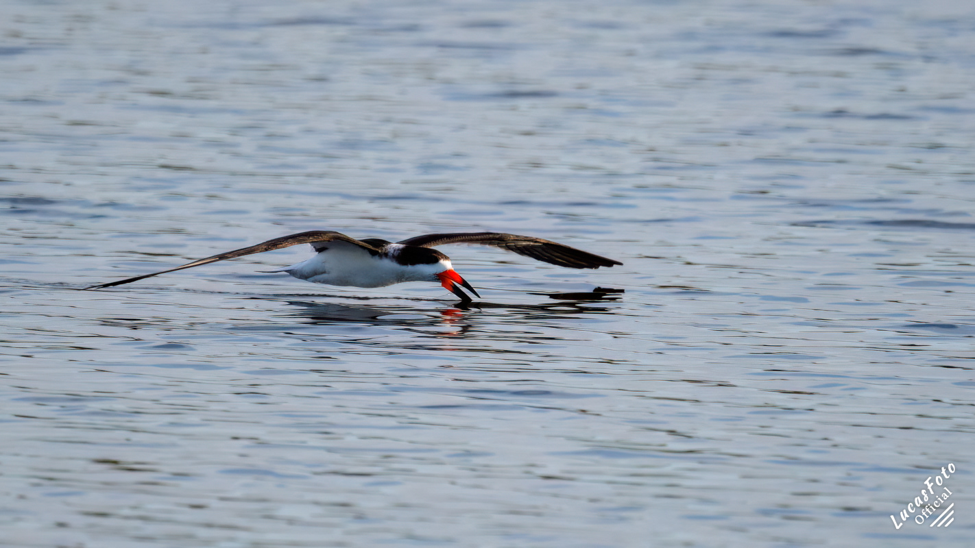 Black Skimmer