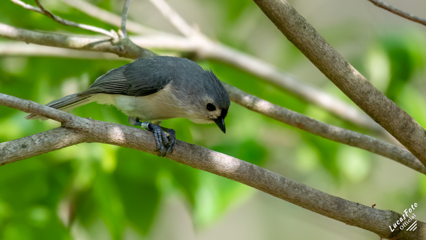 Tufted Titmouse