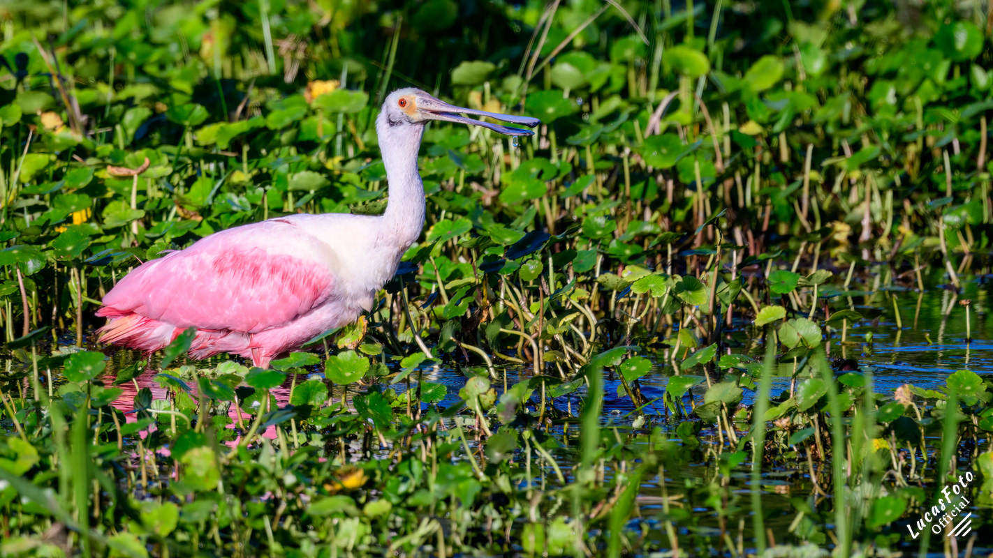 Roseate Spoonbill