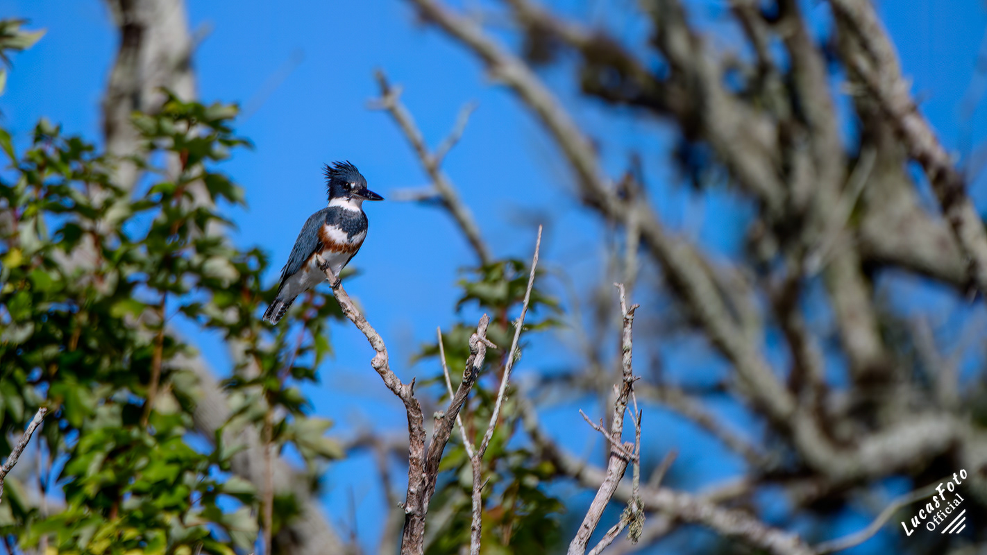 Belted Kingfisher