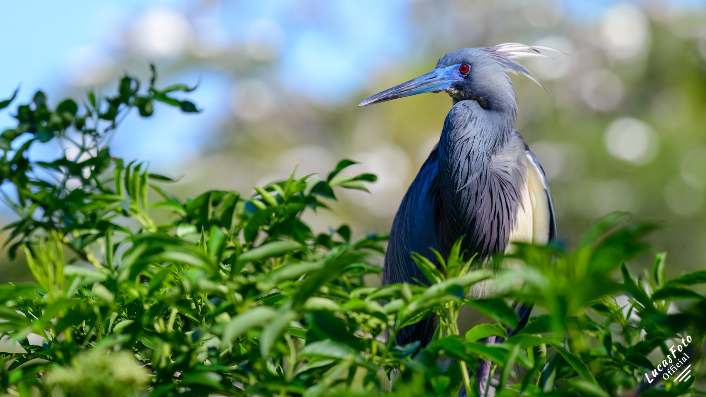 Tricolored Heron