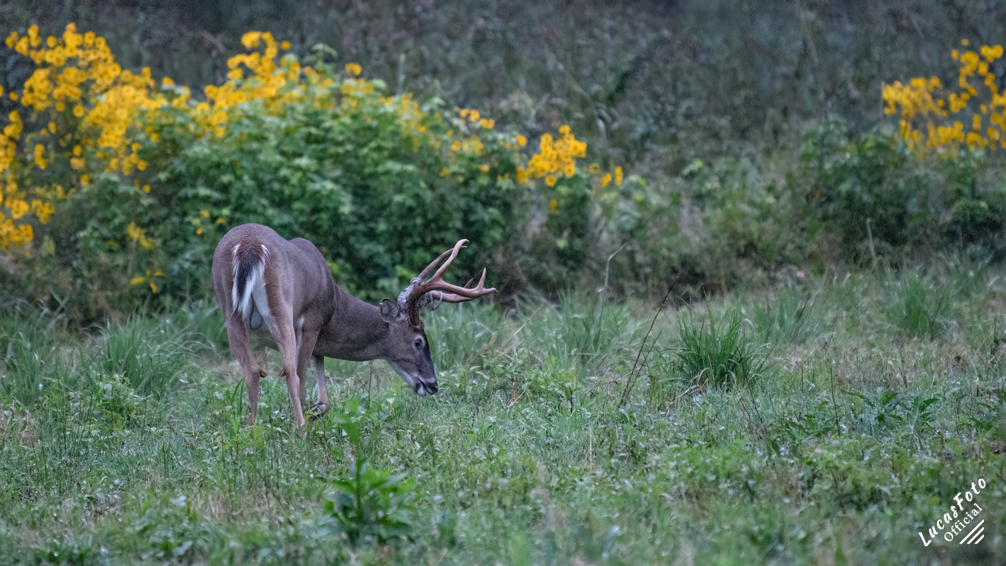 Whitetail