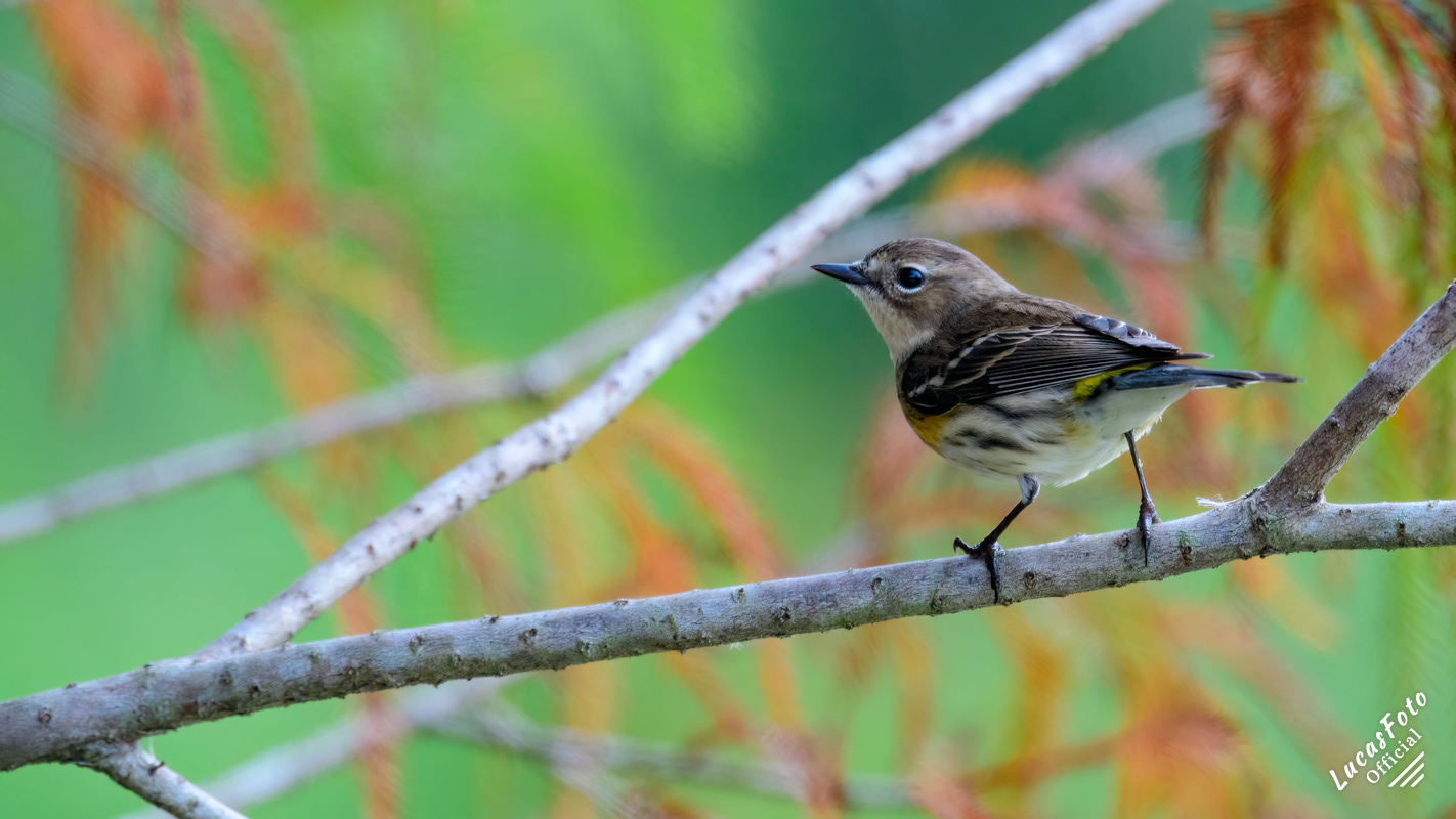 Yellow-rumped Warbler