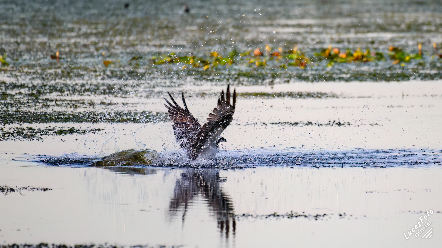 Osprey