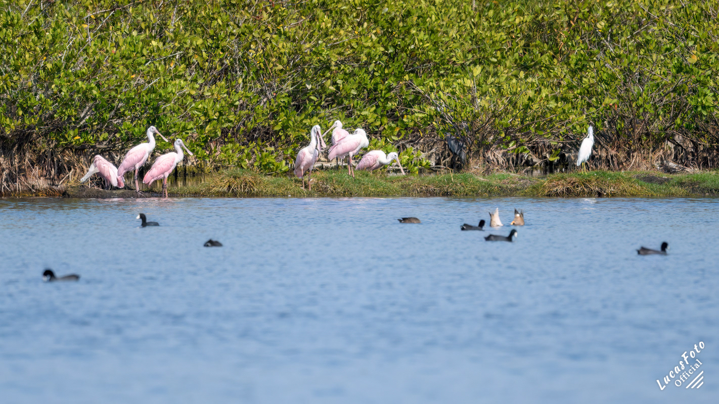Roseate Spoonbill
