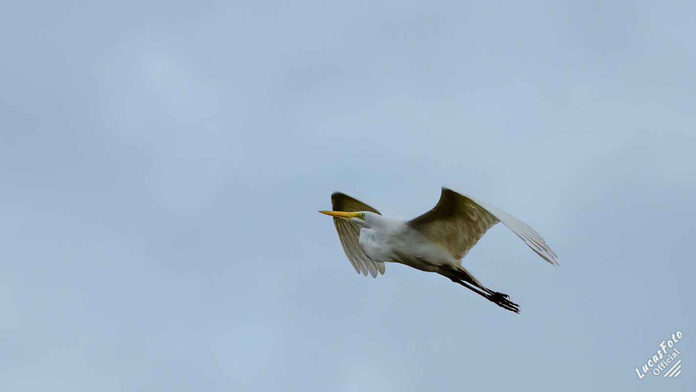 Great Egret
