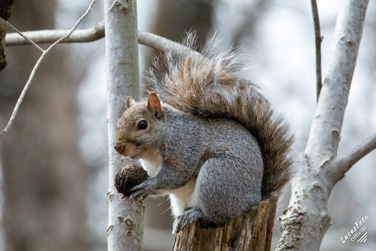 Gray Squirrel