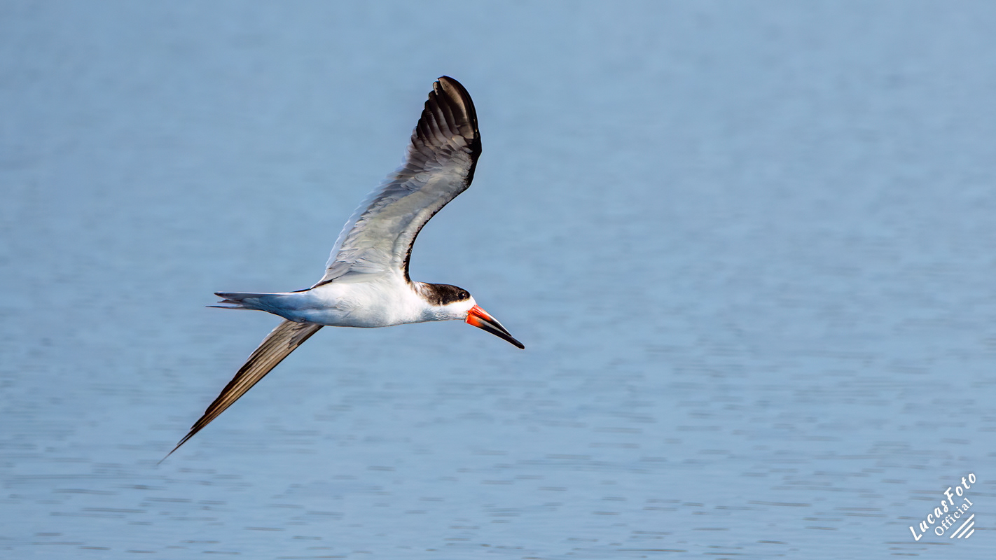 Black Skimmer