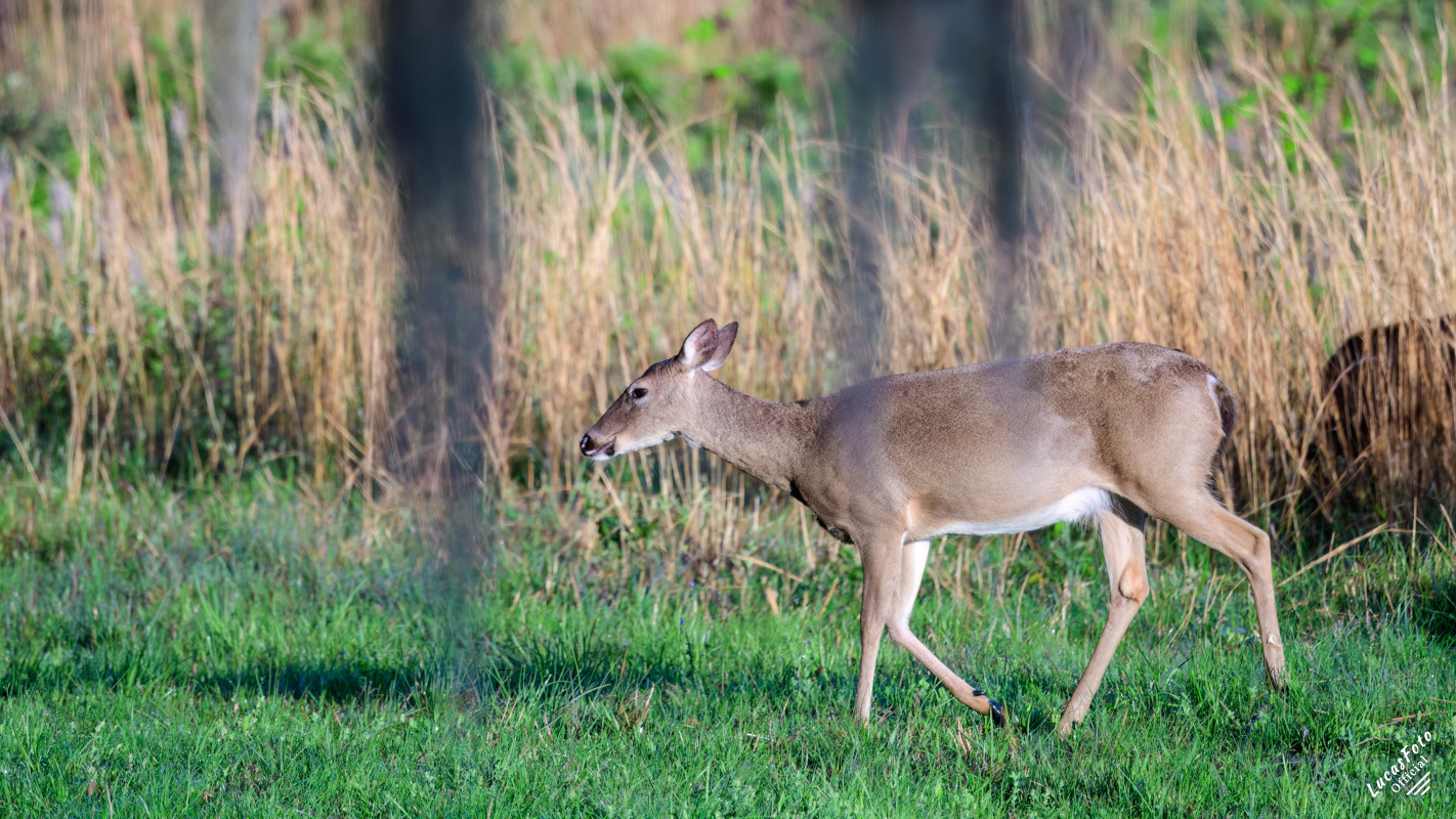 Whitetail