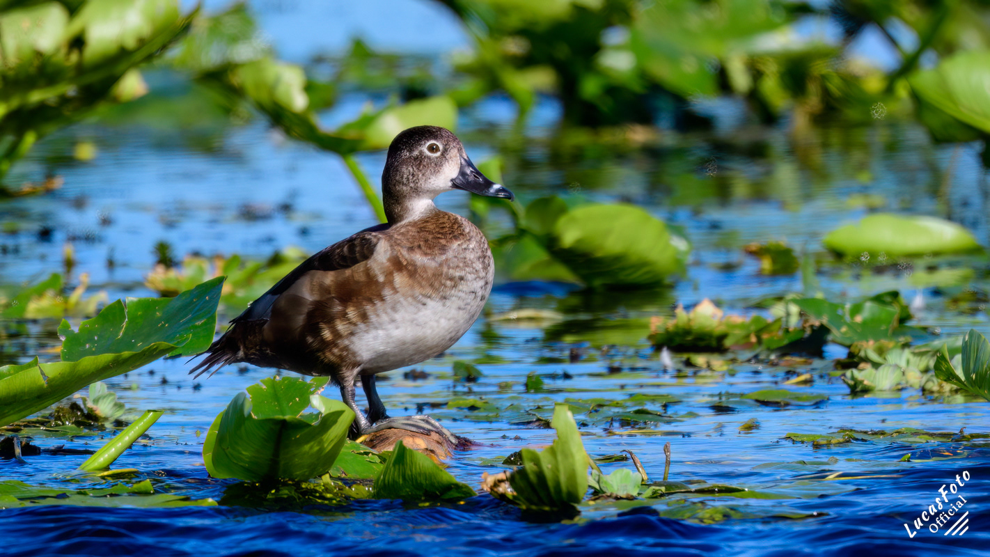 Ring-necked Duck