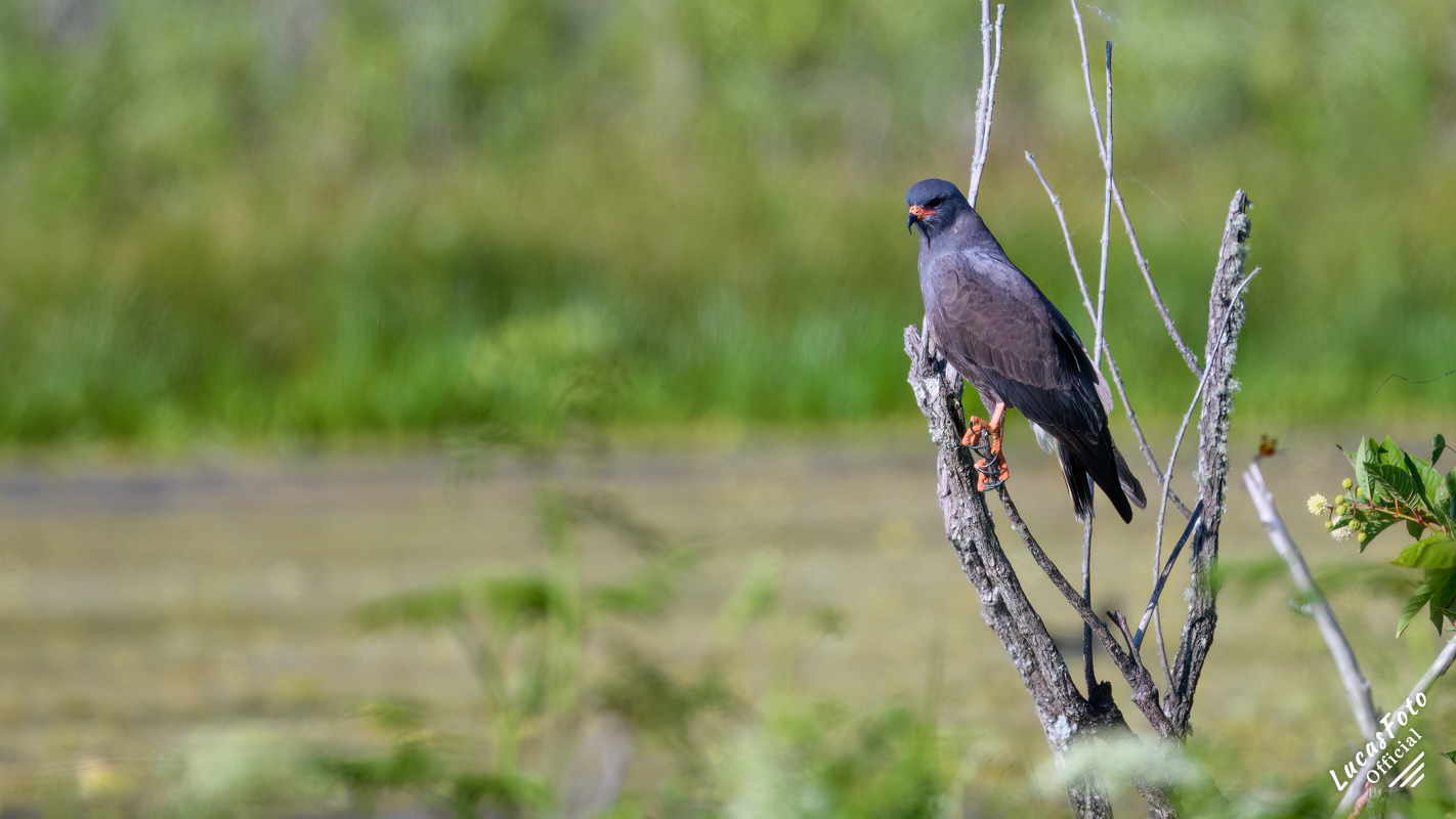Snail Kite